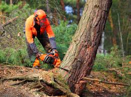 Best Hedge Trimming  in Tuskegee, AL