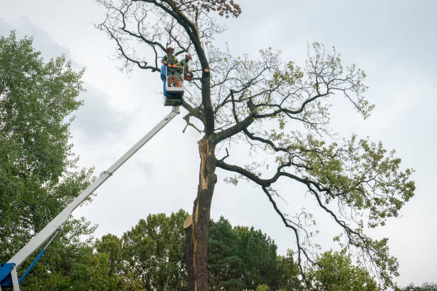 Best Landscape Design and Installation  in Tuskegee, AL